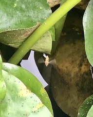 Episyrphus balteatus