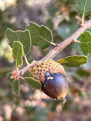 Quercus berberidifolia