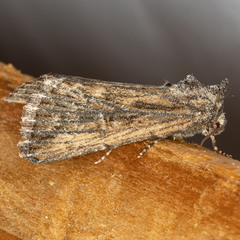 Condica discistriga