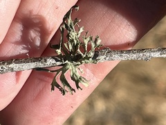 Ramalina leptocarpha