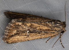 Condica discistriga