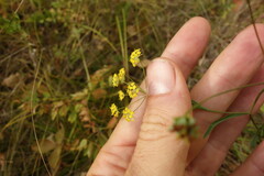 Bupleurum
