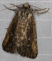 Condica discistriga