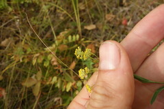 Bupleurum
