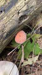 Rhodotus palmatus