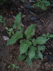 Aristolochia nelsonii