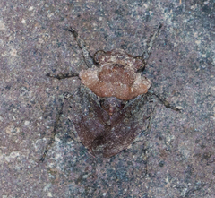 Gelastocoris oculatus