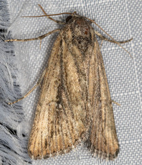 Condica discistriga