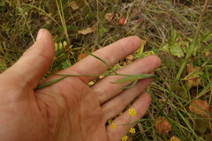 Bupleurum