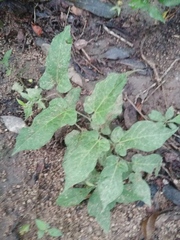 Aristolochia nelsonii