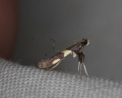 Caloptilia umbratella