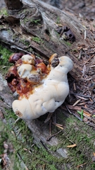 Ganoderma oregonense