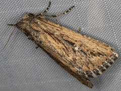 Condica discistriga