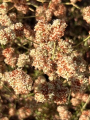 Eriogonum fasciculatum