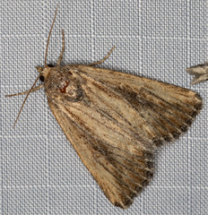 Condica discistriga