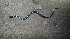 Rhinocheilus lecontei