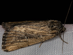 Condica discistriga