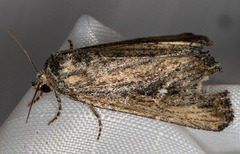 Condica discistriga