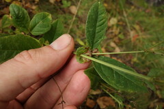Vicia unijuga