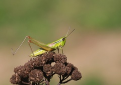 Euthystira brachyptera