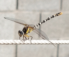 Erpetogomphus compositus
