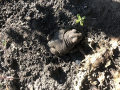 Pelobates vespertinus