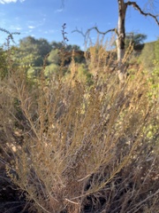Artemisia californica