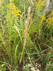 Calamagrostis epigejos