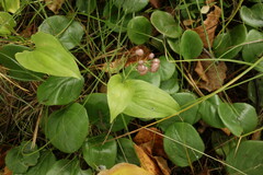Maianthemum bifolium