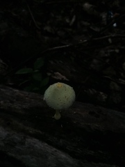Leucocoprinus birnbaumii