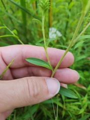 Eurybia spectabilis