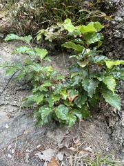 Quercus cerris
