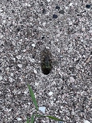 Stictia