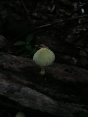 Leucocoprinus birnbaumii