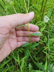 Eurybia spectabilis