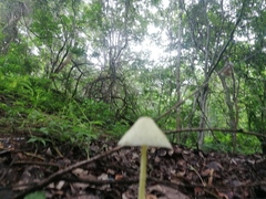 Leucocoprinus birnbaumii
