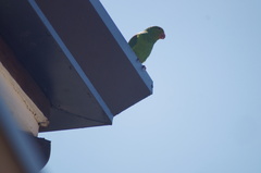 Brotogeris tirica