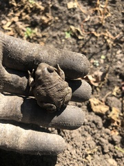 Pelobates vespertinus