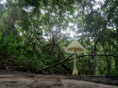 Leucocoprinus birnbaumii