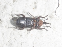 Scyphophorus