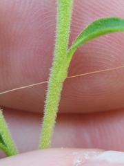 Eurybia spectabilis