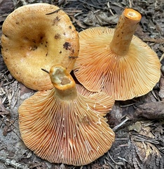 Lactarius thyinos