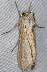 Cucullia cucullioides