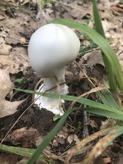 Agaricineae