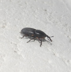 Scyphophorus