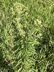 Stevia