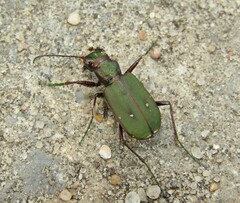 Cicindela campestris