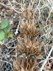 Salvia spathacea