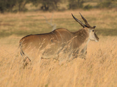 Tragelaphus oryx pattersonianus