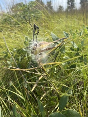 Asclepias hirtella
